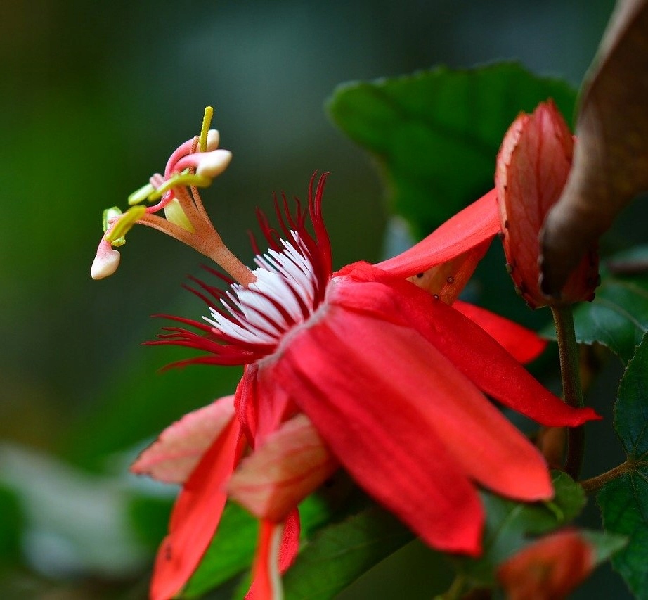 Купить Passiflora coccinea - СЕМЕНА пассифлоры красной.: отзывы, фото и ...