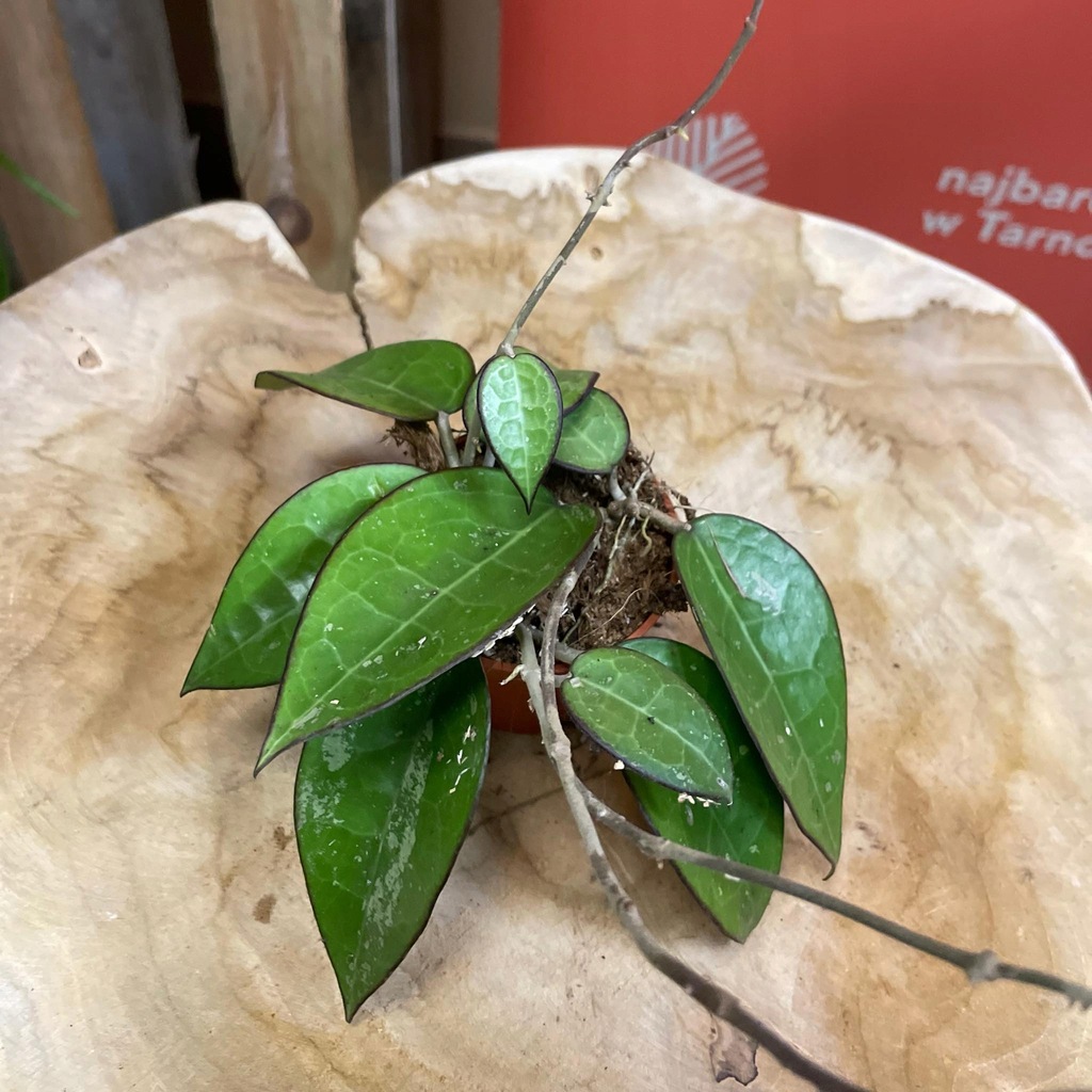 Hoja Hoya parasitica Black Margin DØ6cm