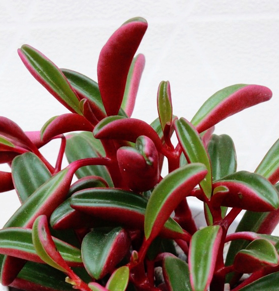Peperomia 'Ruby Glow' - czerwono-zielone liście