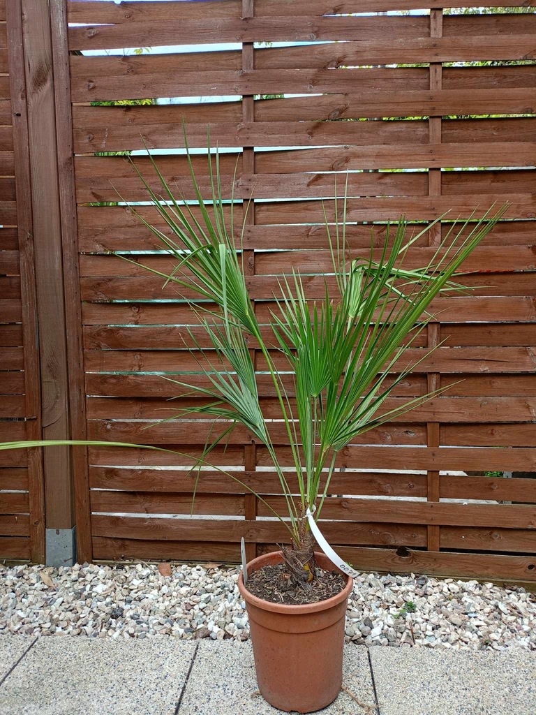 PALMA Chamaerops Humilis Karłatka 0066