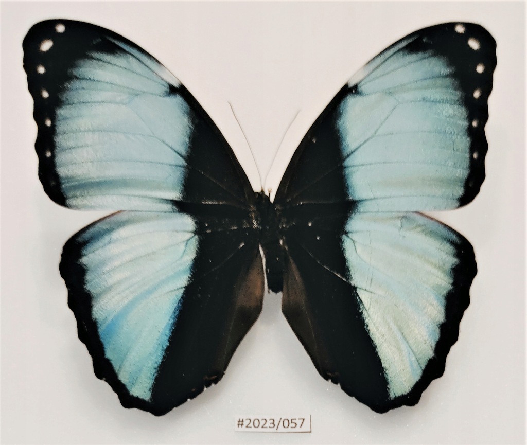 Motyl Morpho patroclus samiec 115mm.