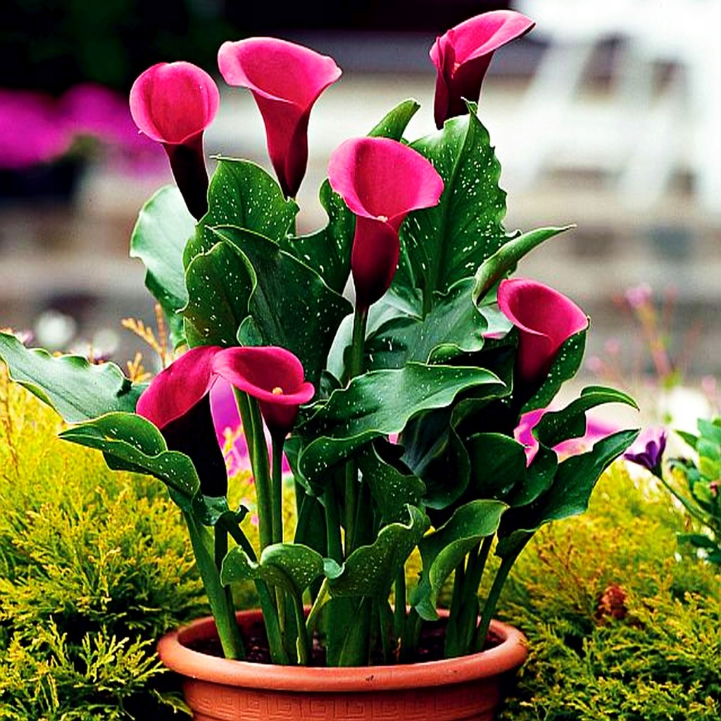 Zantedeschia Mixed