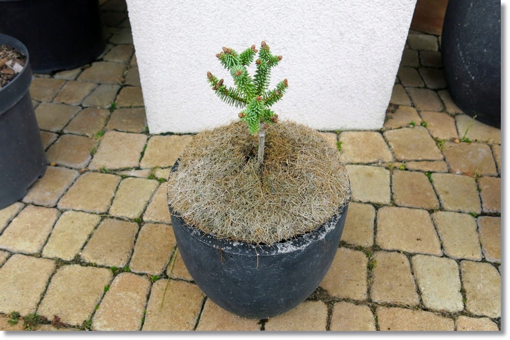 Abies pinsapo San Pedro - Perełka !!