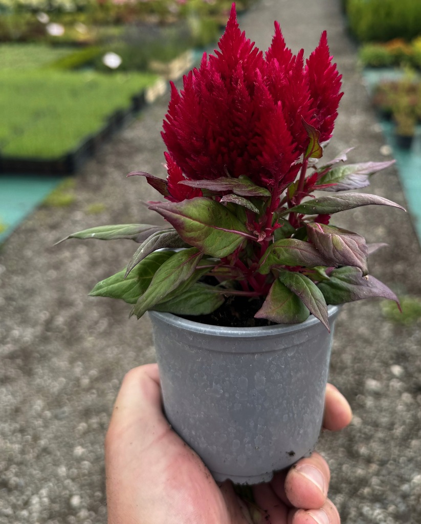 CELOZJA PIERZASTA "KIMONO" RED SADZONKA W DONICZCE P11 DO DEKORACJI RABATY