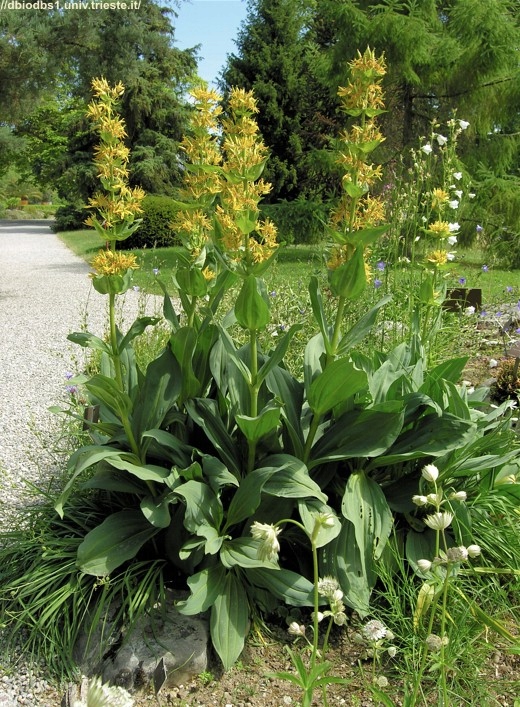 GORYCZKA ŻÓŁTA GENTIANA LUTEA RARYTAS 7697970488 oficjalne