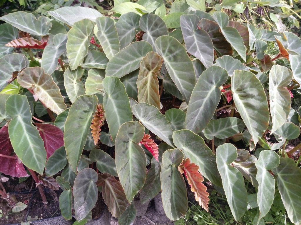 Begonia angularis