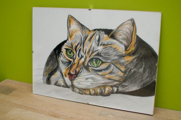 obrazek szkic kotek szylkretowy na KOTY
