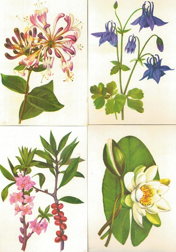 Pocztówki rośliny chronione kwiaty Balcerzak z.26