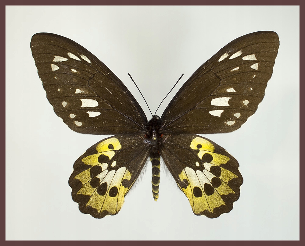 Motyl w gablotce Ornithoptera rotschildii