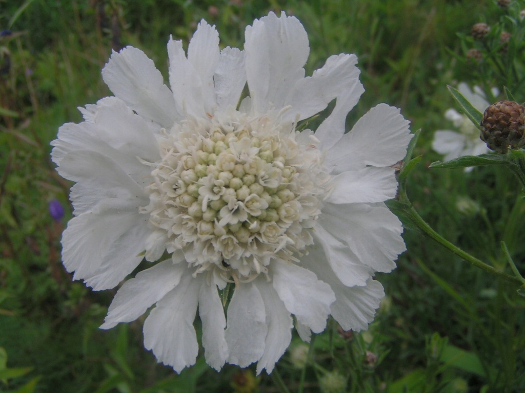 DRIAKIEW- SCABIOSA KAUKASKA - BIAŁA