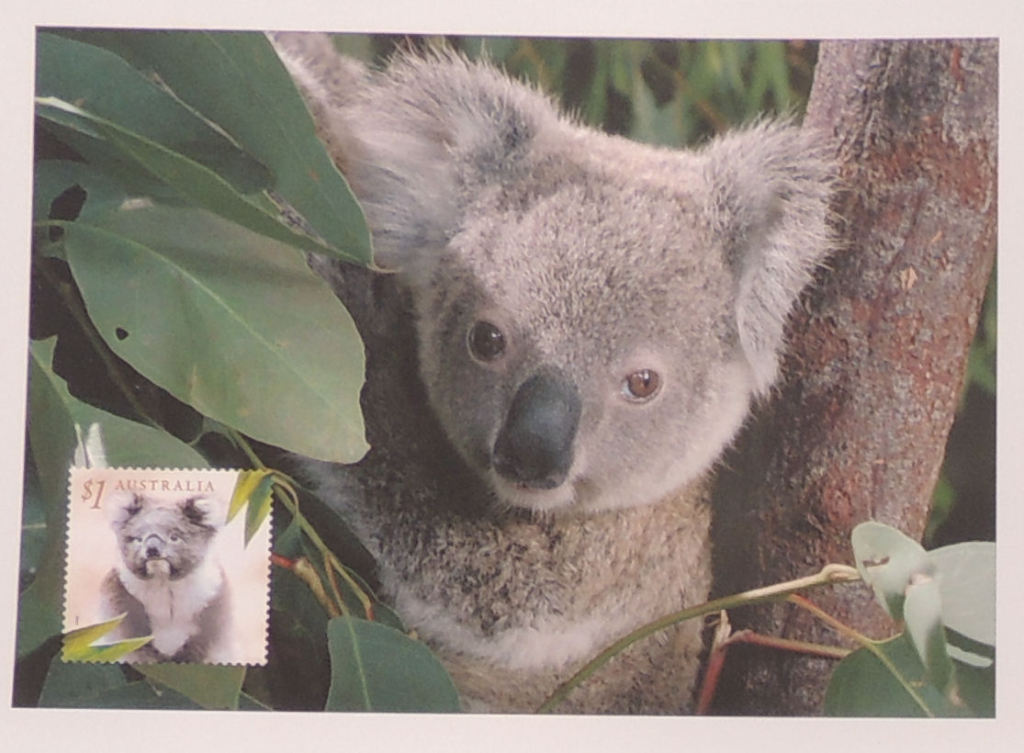 Pozdrowienia z Australii - kartka poczt. koala