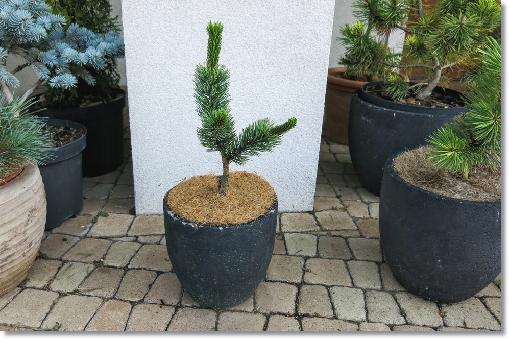 Pinus aristata Vsejany - Niesamowita !!!