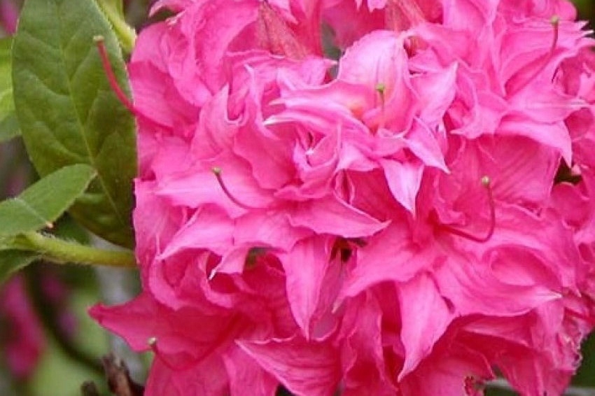 Azalia wielkokwiatowa Różowa - gat. I