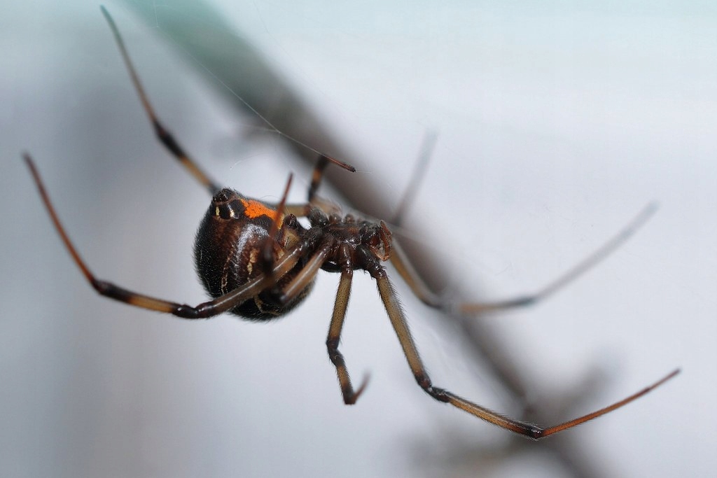 Latrodectus obscurior (SpidersForge)