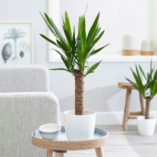 Yucca ELEPHANTIPES Юкка слоновая