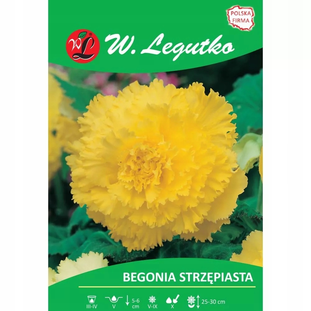 Begonia bulwiasta strzępiasta żółta 1szt. Legutko