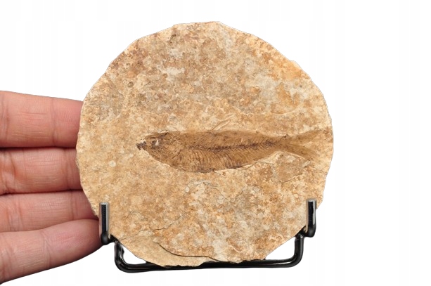 * SKAMIENIAŁA RYBA GATUNEK KNIGHTIA EOCAENA PIĘKNIE ZACHOWANA RYBKA NR 7