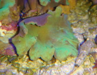 Morskie akwarium-sinularia zielona fluo