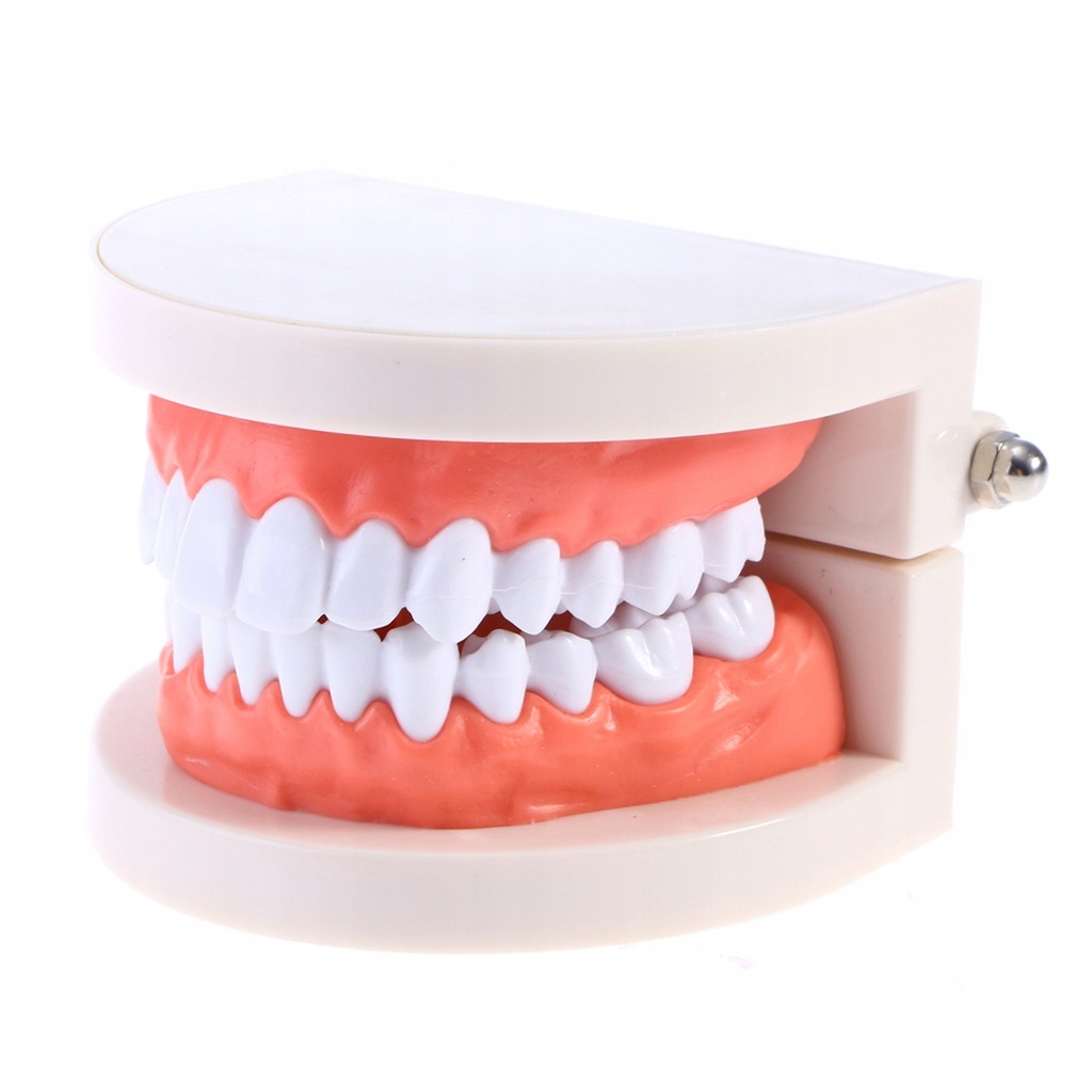Model zęba dla dzieci Manekin do badania stom