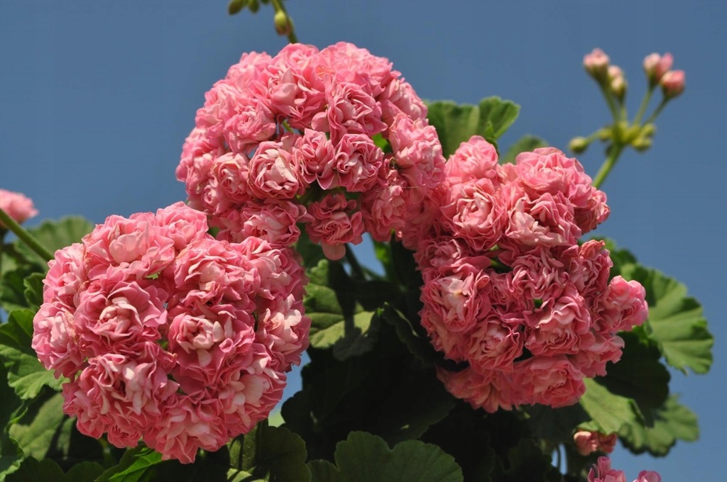 Pelargonia Swanland Pink/Australien Pink Rosebud - 8424375151 ...