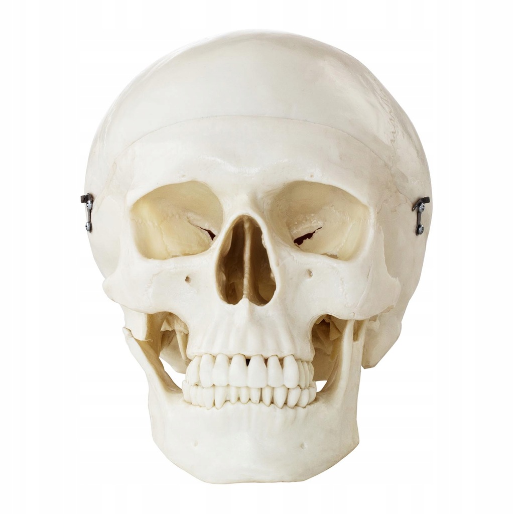 Model anatomiczny ludzkiej czaszki w skali 1:1 + Z