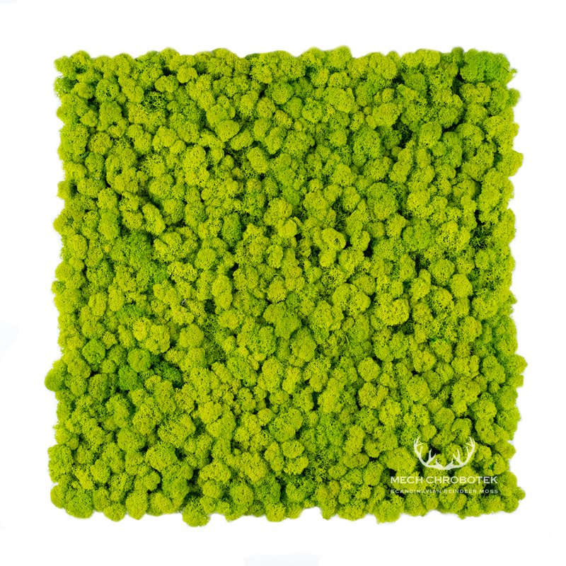 PANELE Z MCHU CHROBOTKA 50x50cm ORYGINAŁ NORWEGIA 9549091484