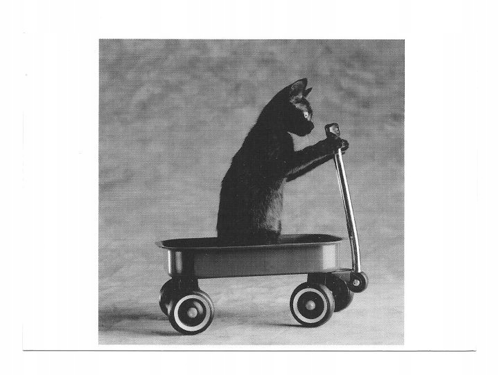 Poczt. - Cat driver albo Kocię w maleńkim wózku