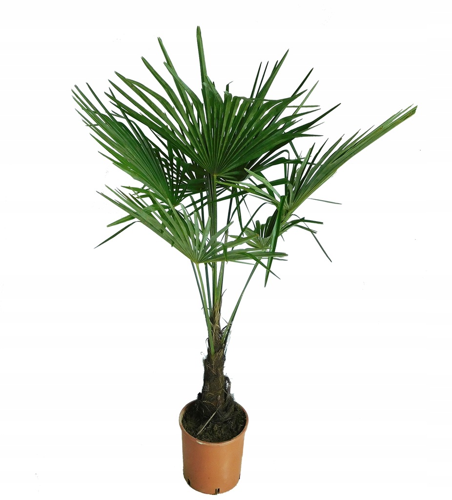 PALMA TRACHYCARPUS FORTUNEI EAGLE PALM