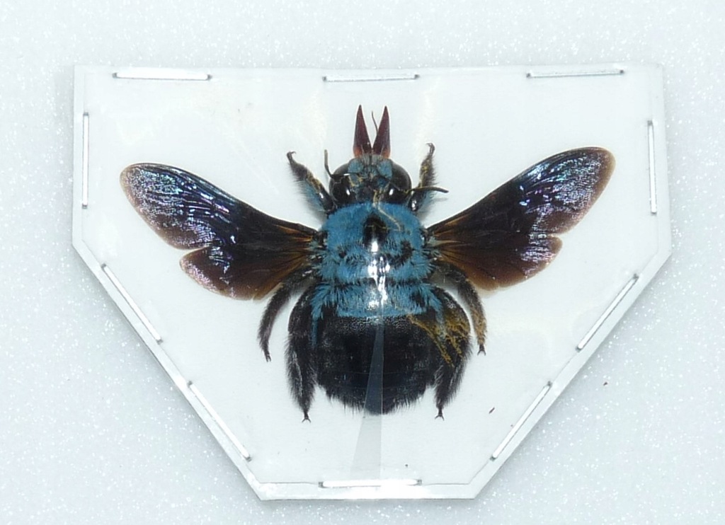 Xylocopa caerulea samica .