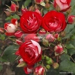 Róża rabatowa Rosige Landrostei (rosa)