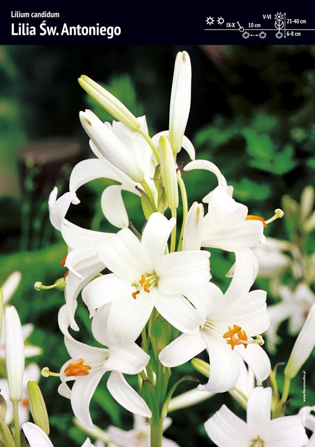 Lilia św. Antoniego biała – 2 szt. – 'Candidum'