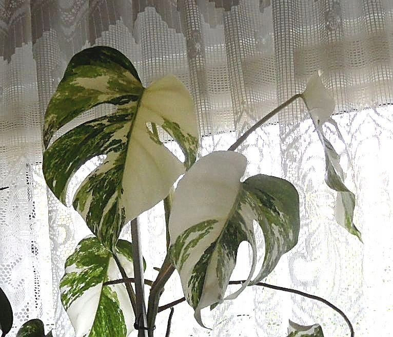 Monstera Deliciosa Variegata Alba 8600455319 Oficjalne Archiwum Allegro