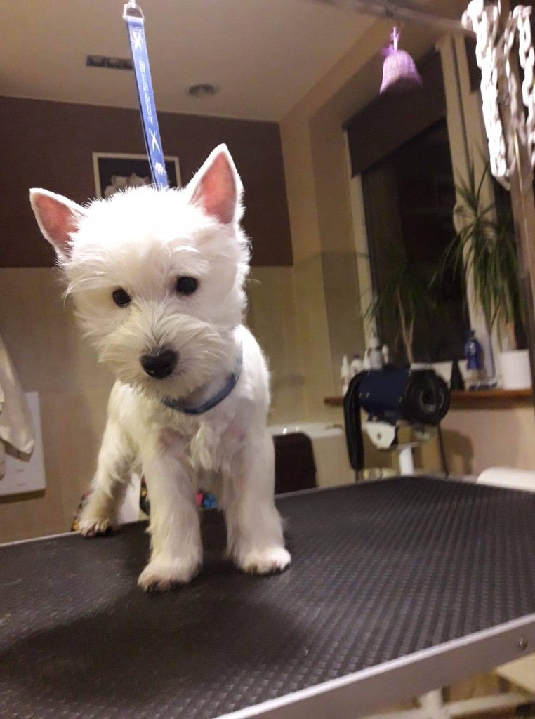 West Highland White Terrier Westie FCI szczeniak