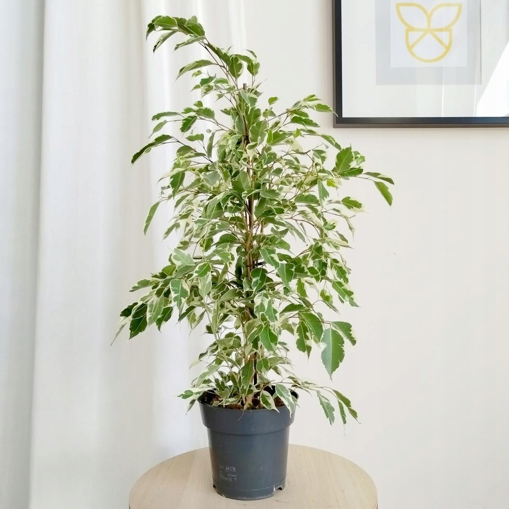 Fikus beniamiński Ficus benjamina Twilight biało zielone liście
