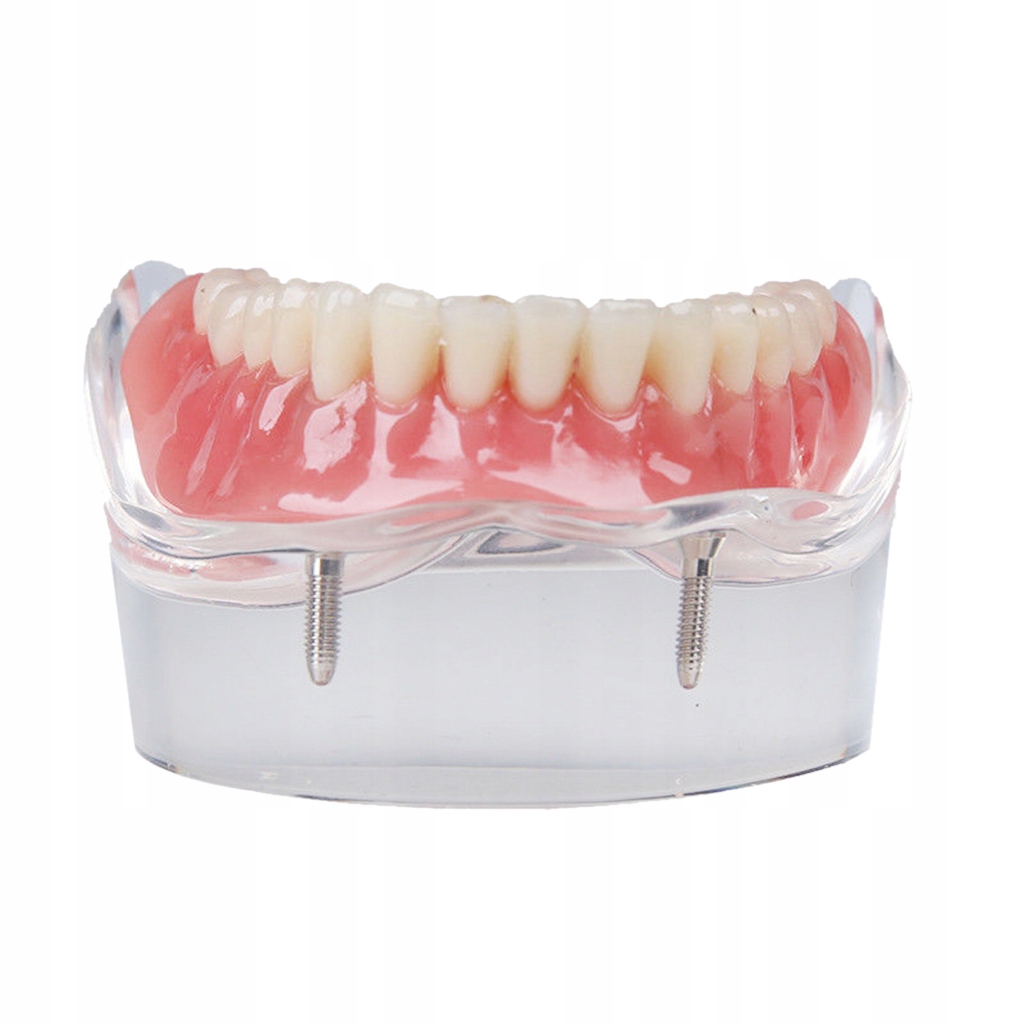 Model zębów Wielu