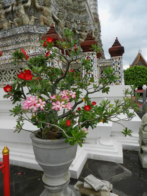 Zdjęcie - Kwiaty w świątyni Wat Phra Kaew -Bangkok