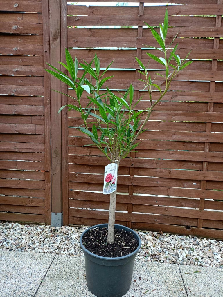 OLEANDER NA PNIU nerium oleander różowy 0032