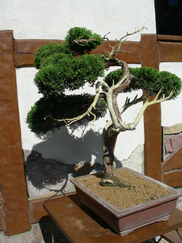 Bonsai Jałowiec Juniperus Ogrody japońskie