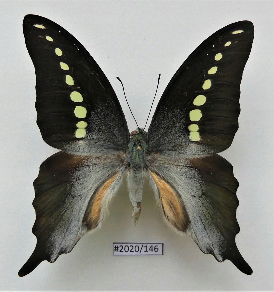 Motyl Graphium cordus samiec.