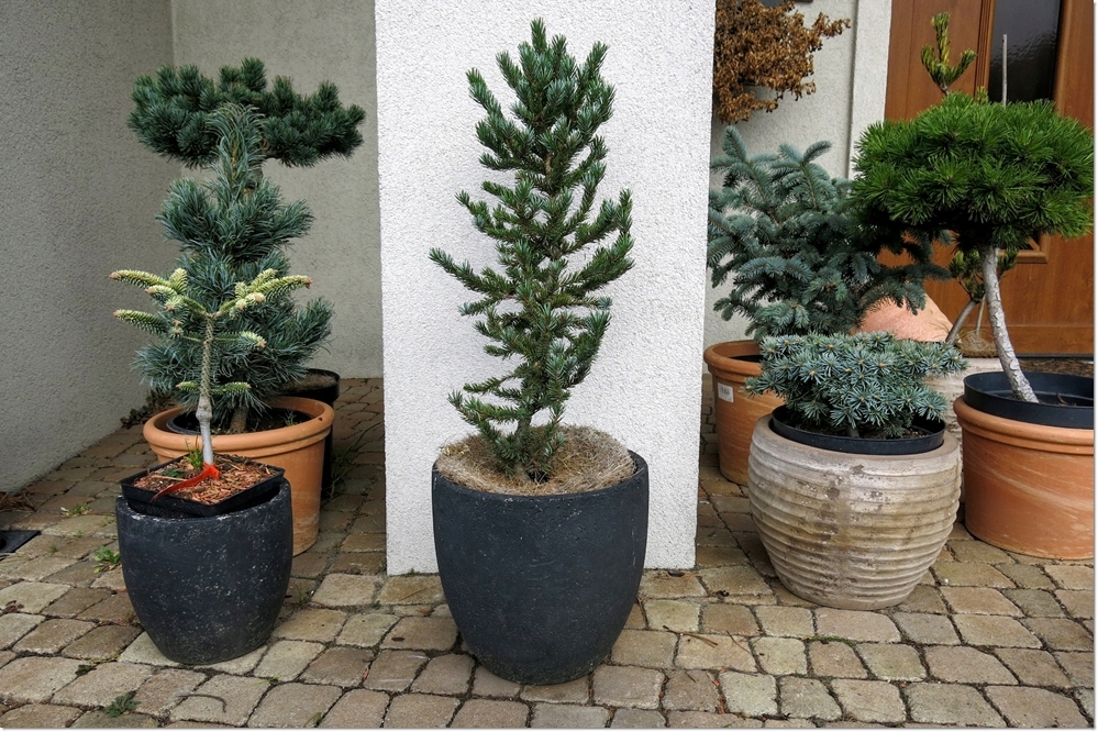 Picea jezoensis 'Landis'- Wspaniały !!!
