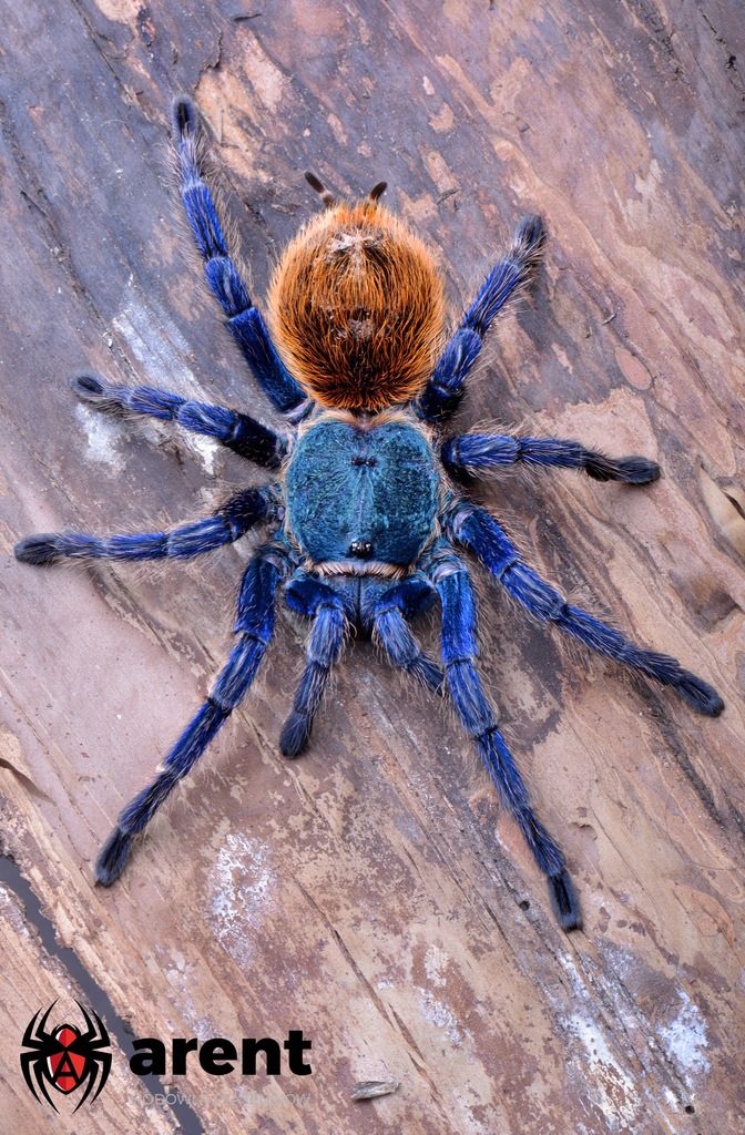 Arent - Chromatopelma cyanepubescens L2/3 + GRATIS