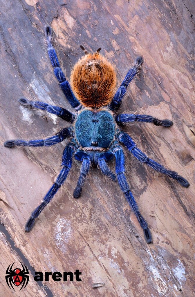 Arent - Chromatopelma cyanepubescens L4/5 + GRATIS