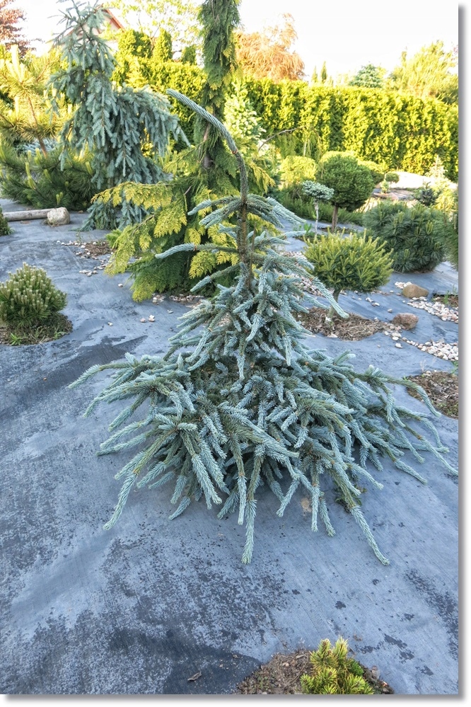 Picea pungens Glauca Virgata - niesamowity !!!