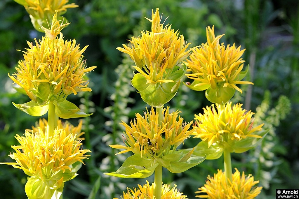 GORYCZKA ŻÓŁTA GENTIANA LUTEA RARYTAS 7697970488 oficjalne