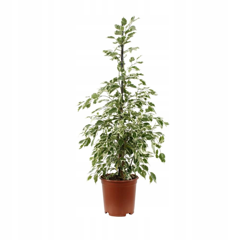Fikus Ficus Benjamin Twilight 115 cm