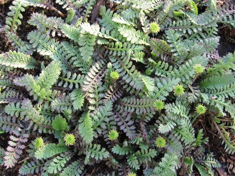 kotula chropowata nowozelandzka - cotula squalida