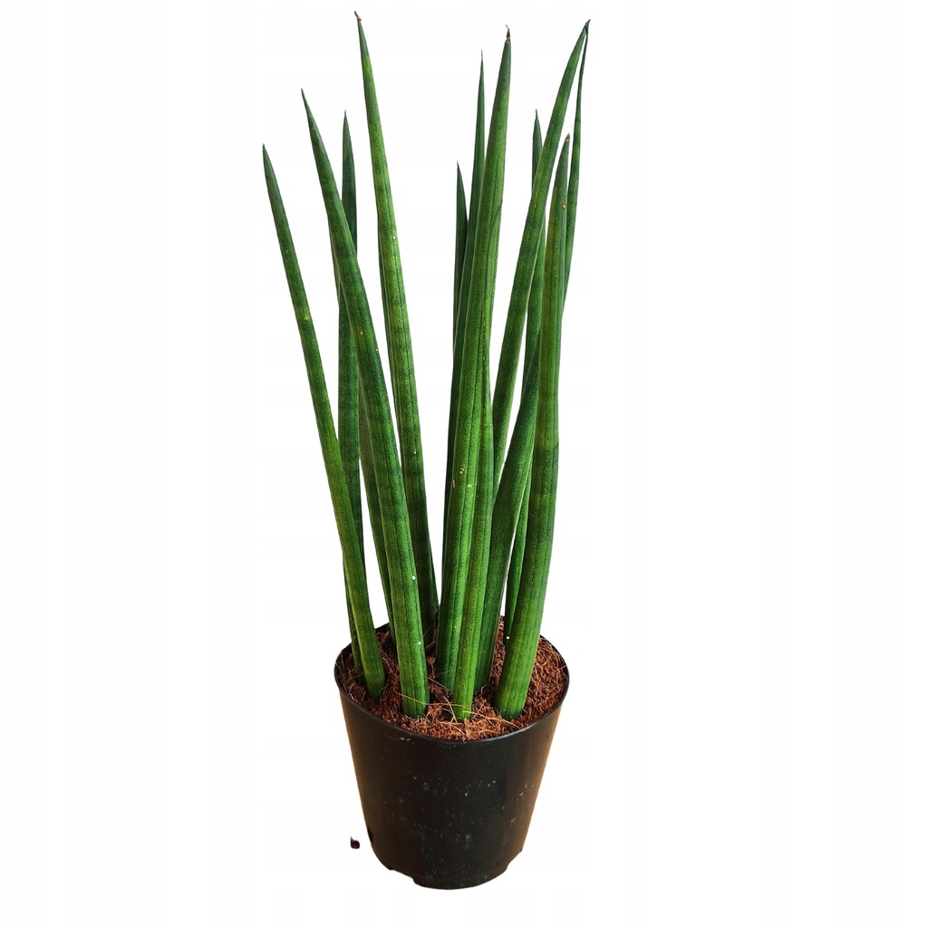 Sansewieria, Sansevieria Cylindrica 11881591327 oficjalne archiwum