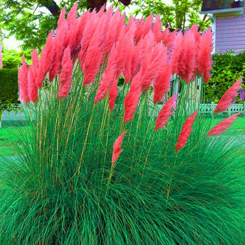 Купить Cortaderia Rose Plume Пампасная трава 1 шт.: отзывы, фото, характеристики в интерне-магазине Aredi.ru