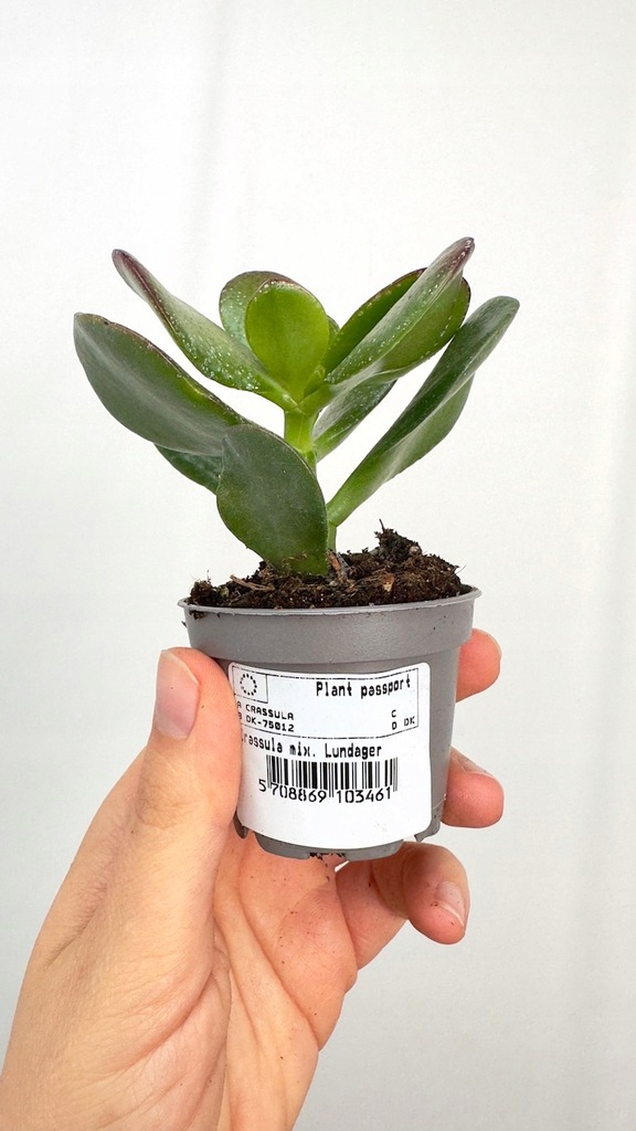 Crassula Argentea drzewko szczęścia