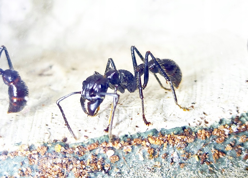 Paraponera clavata ,Bullet ants, Mrówka pociskowa